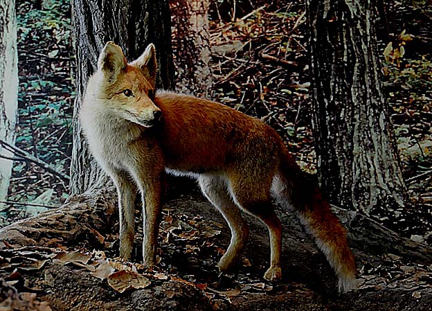 ホンドギツネの剥製