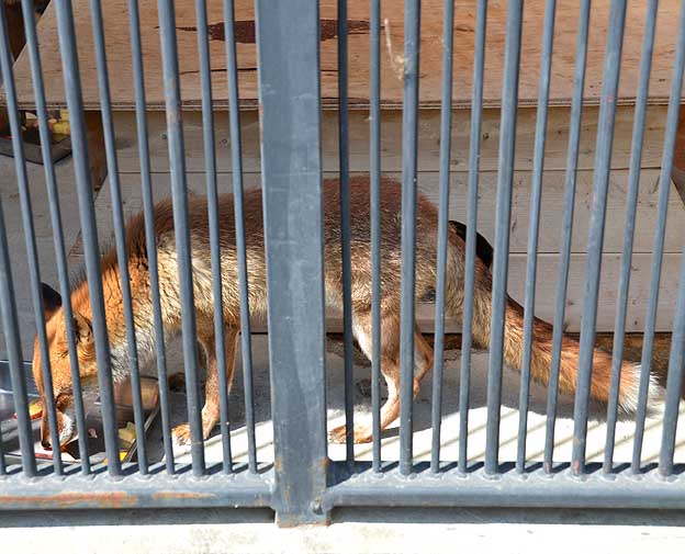 京都市動物園のホンドギツネ