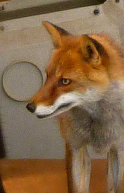 ホンドギツネの顔