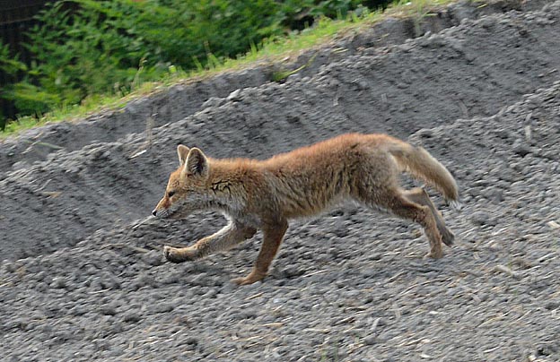 ホンドギツネの写真