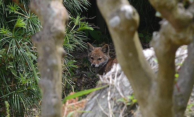 振り向いたホンドギツネ
