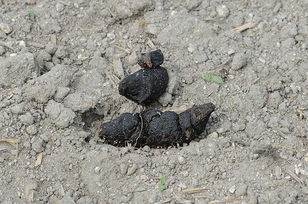 ホンドギツネの糞