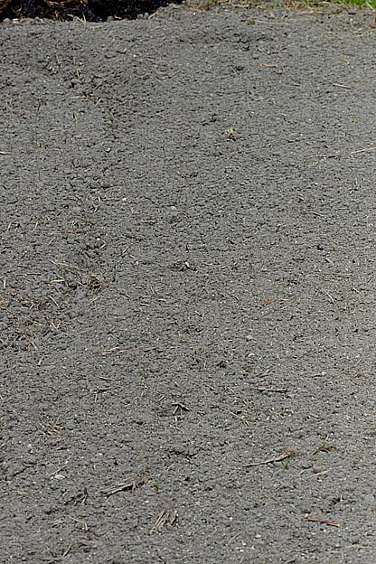 ホンドギツネの足跡