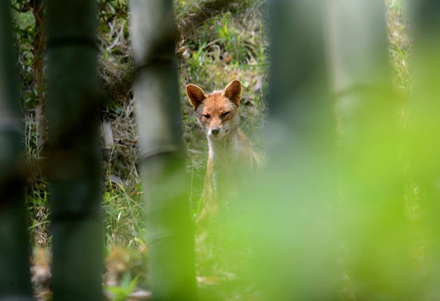 親のホンドギツネ