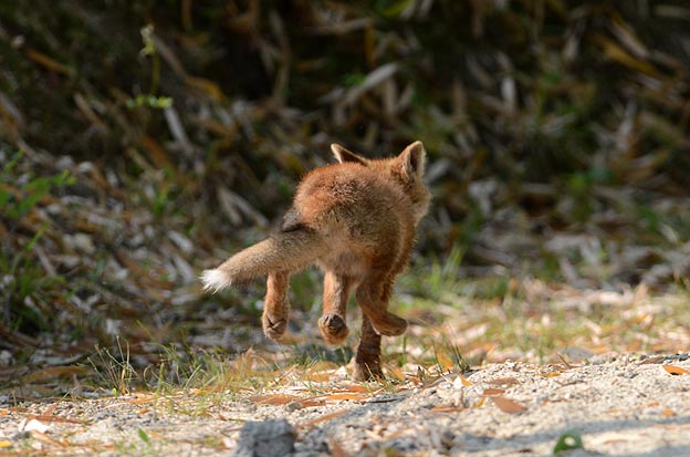逃げるホンドギツネの子ギツネ