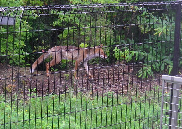 兵庫県猪名川町のホンドギツネの写真