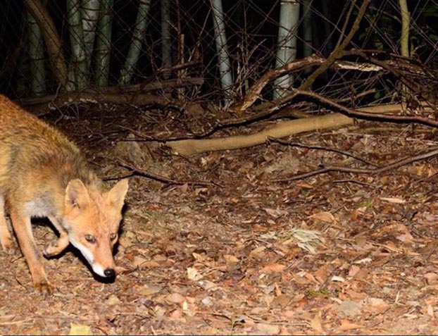 大阪府池田市のホンドギツネの写真