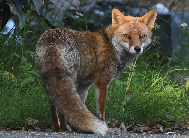 ホンドギツネの写真
