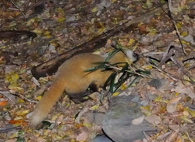 獣道を通るホンドテン