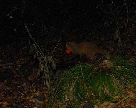 柿の実をくわえたホンドテン