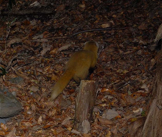 ホンドテンの後ろ姿