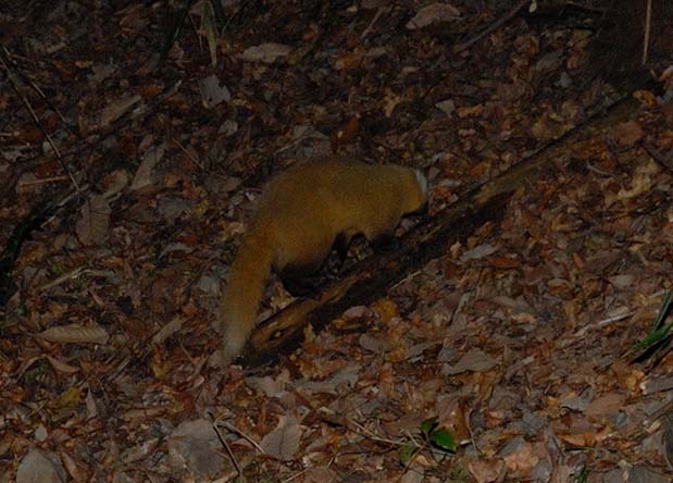 またまたホンドテンの後ろ姿