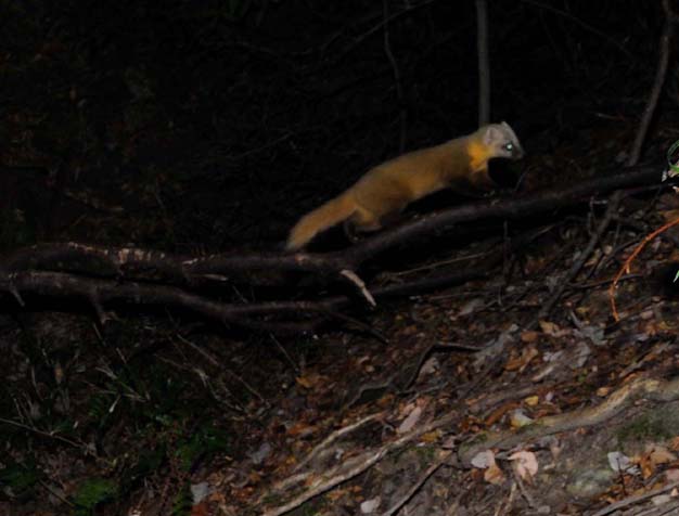 山の中を移動するホンドテン