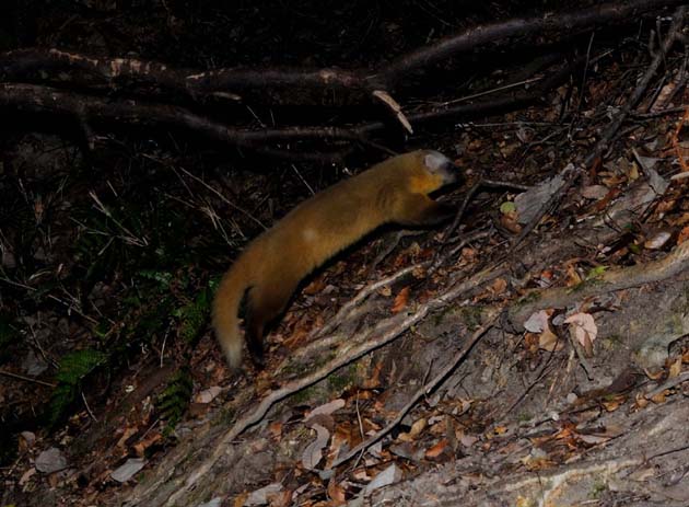 斜面を上るホンドテン