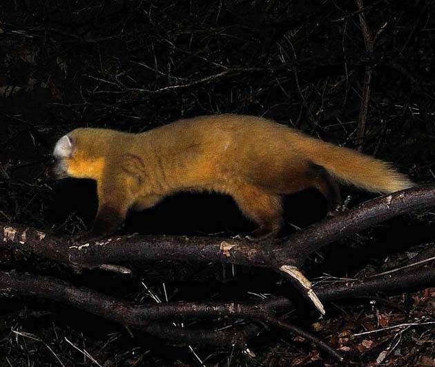 枝を渡るホンドテン