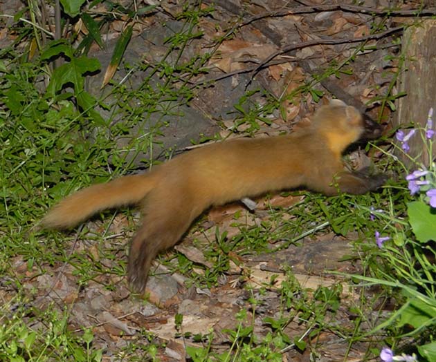 カメラの前を走るホンドテン