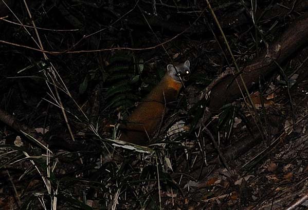 振り返るホンドテン