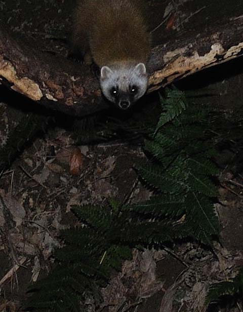 こちらを見るホンドテン