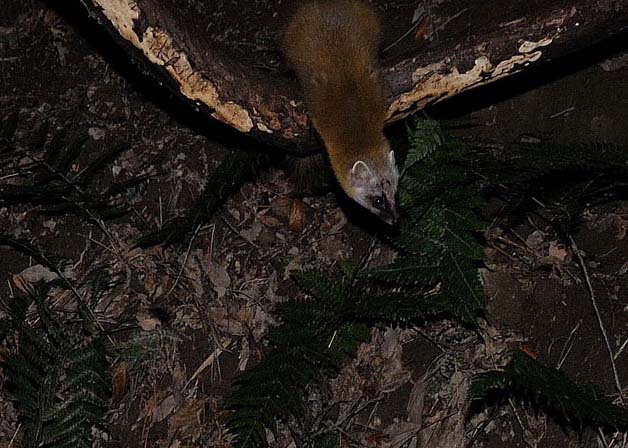 身をのりだしたホンドテン