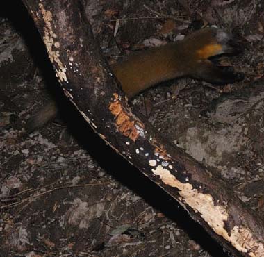 斜面を上るホンドテン