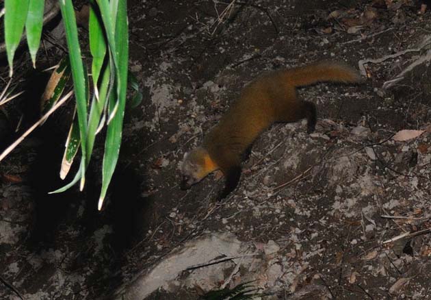 斜面を下りるホンドテン