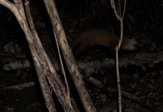 木の上を歩くホンドテン