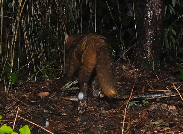 雨の中のホンドテンの後ろ姿