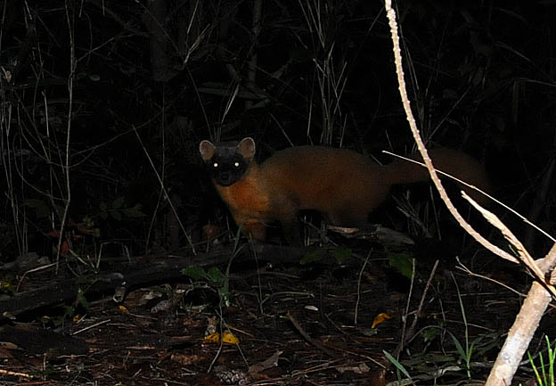 カメラの方を見るホンドテン