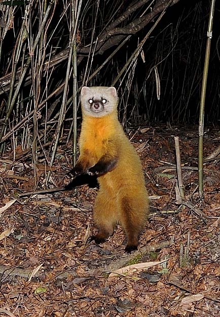 立ち上がったホンドテン