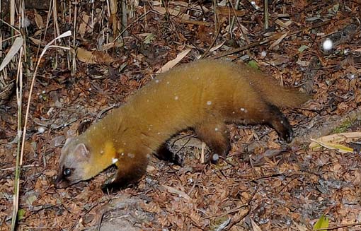 ホンドテンの写真