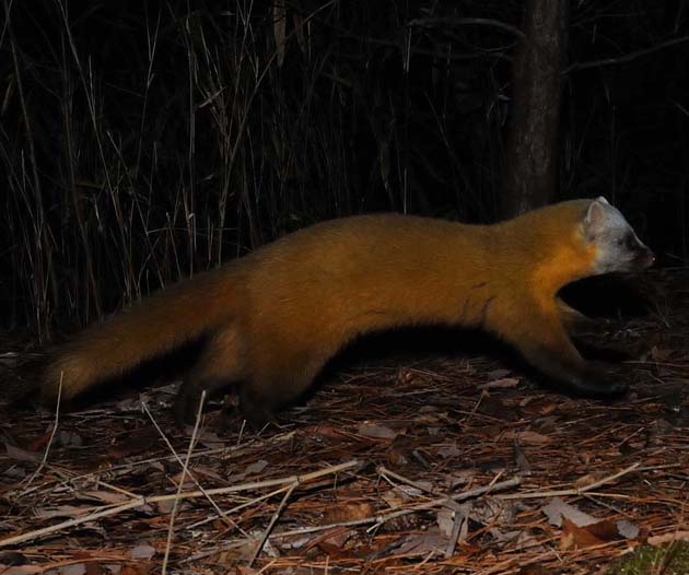 カメラの前を通過したホンドテン