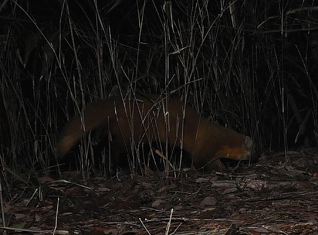 夏毛になったホンドテン