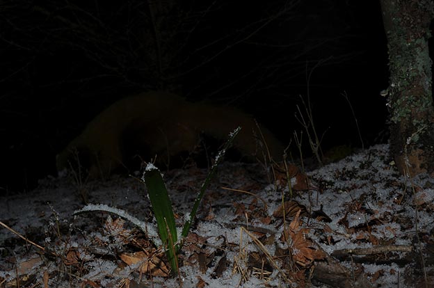 雪の日のホンドテン
