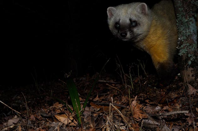 ホンドテンのアップになった顔