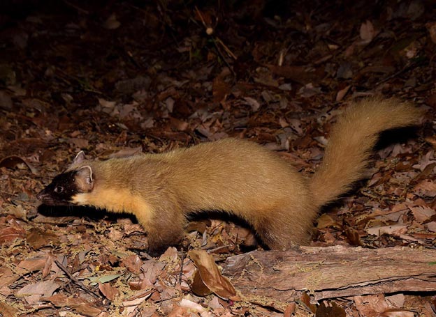 けもの道を歩くホンドテンの写真