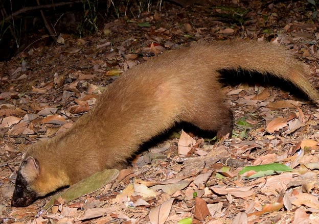 けもの道を通るホンドテンの写真