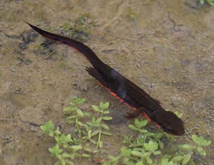 アカハライモリの写真