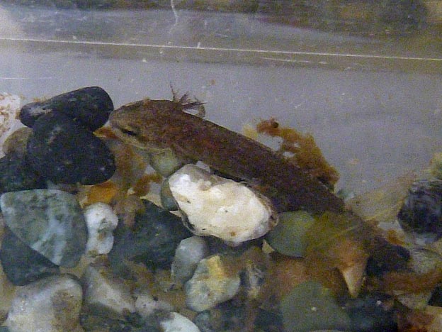 アカハライモリの幼生