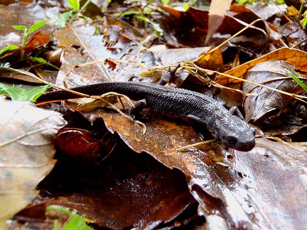 道端のアカハライモリ
