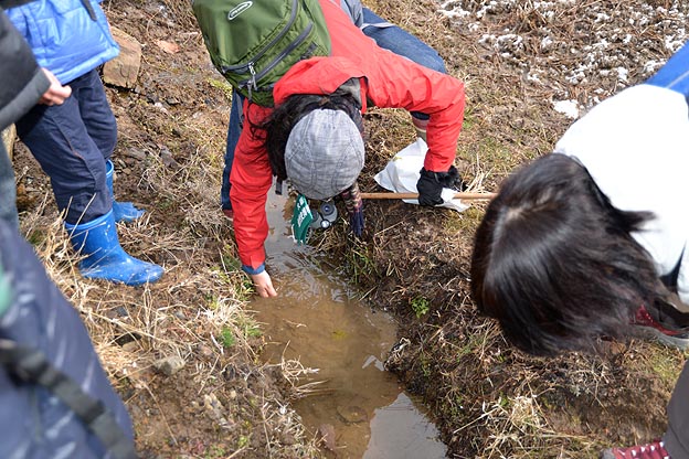 アカハライモリをすくう評議員