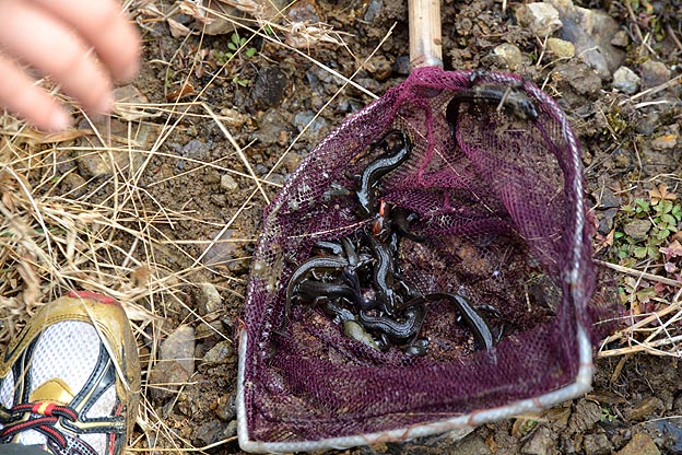 10ぴき以上のアカハライモリ