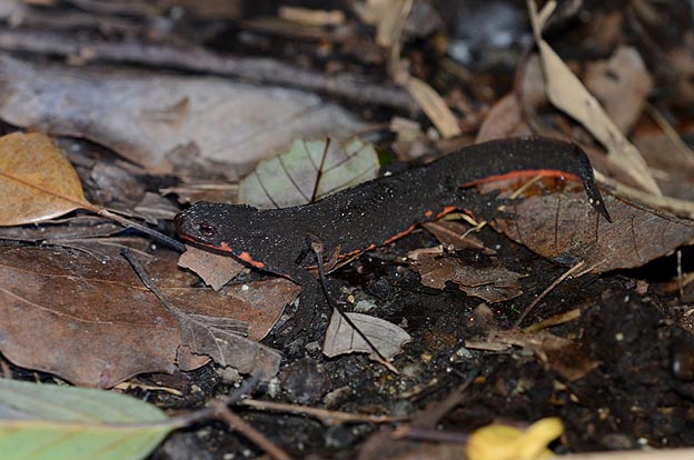 林床を歩くアカハライモリ