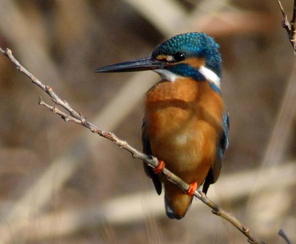 青とオレンジ色が鮮やかなカワセミ