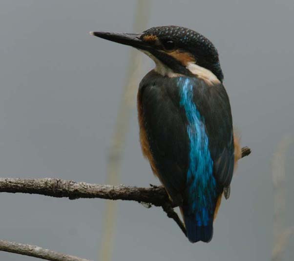 鮮やかさに欠けるカワセミ