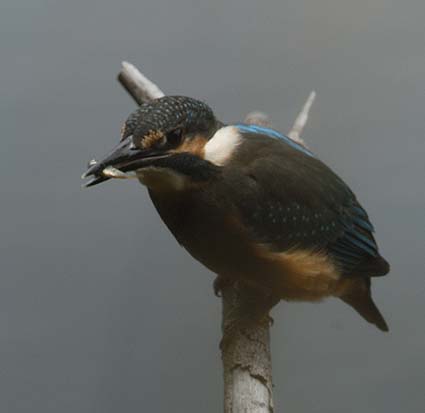 魚をくわえた今年生まれの若いカワセミ