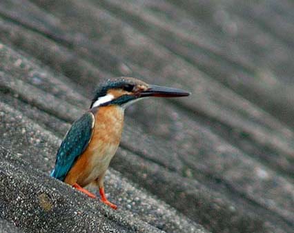 猪名川本流のカワセミ