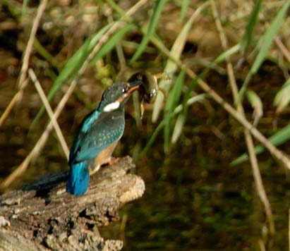 食用ガエルをくわえたカワセミ