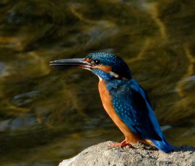 川の中の石にとまるカワセミ