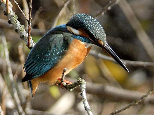 水面を見るカワセミ