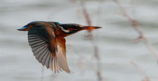 飛ぶカワセミ…1